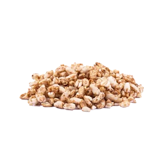 گندمک